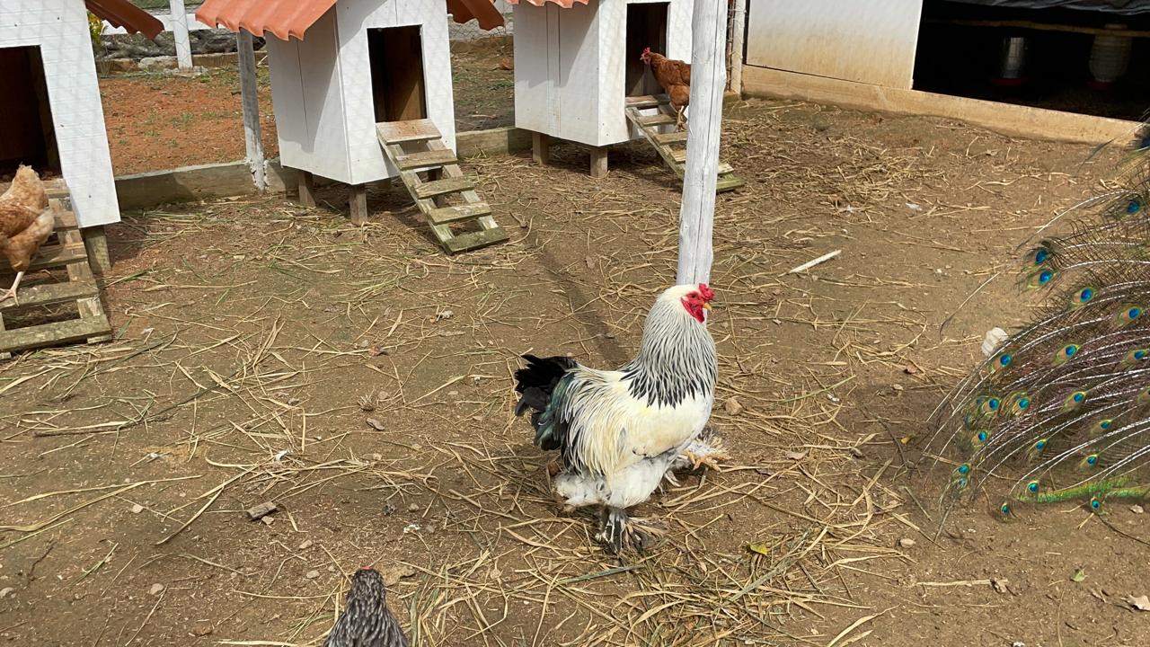 Animal do Sítio